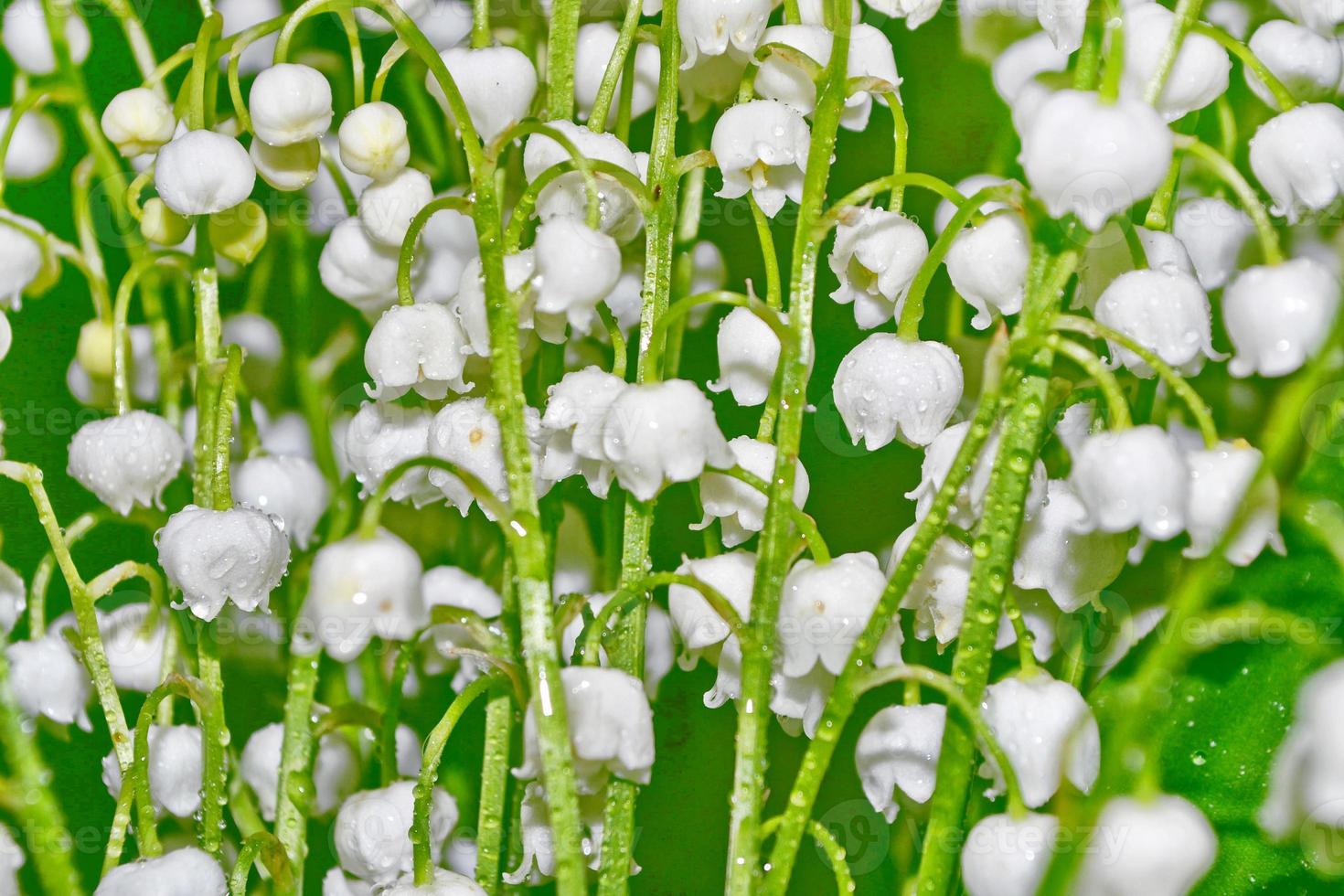 Spring landscape. flowers lily of the valley photo