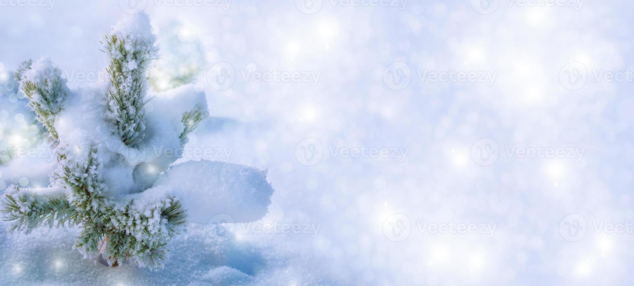 Frozen winter forest with snow covered trees. photo