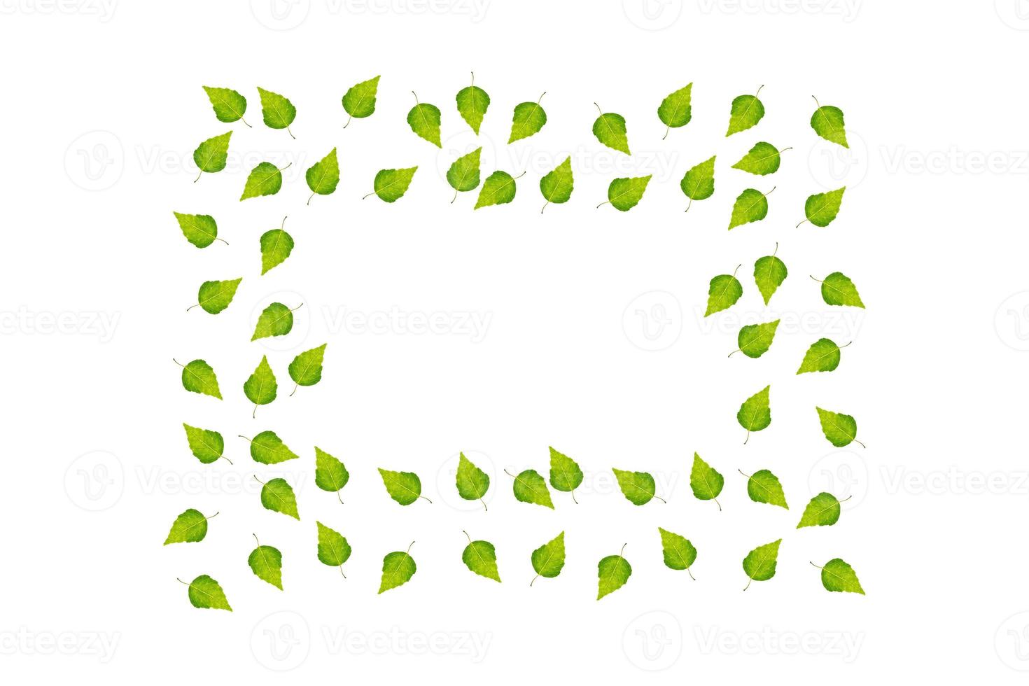 Green birch branch photo
