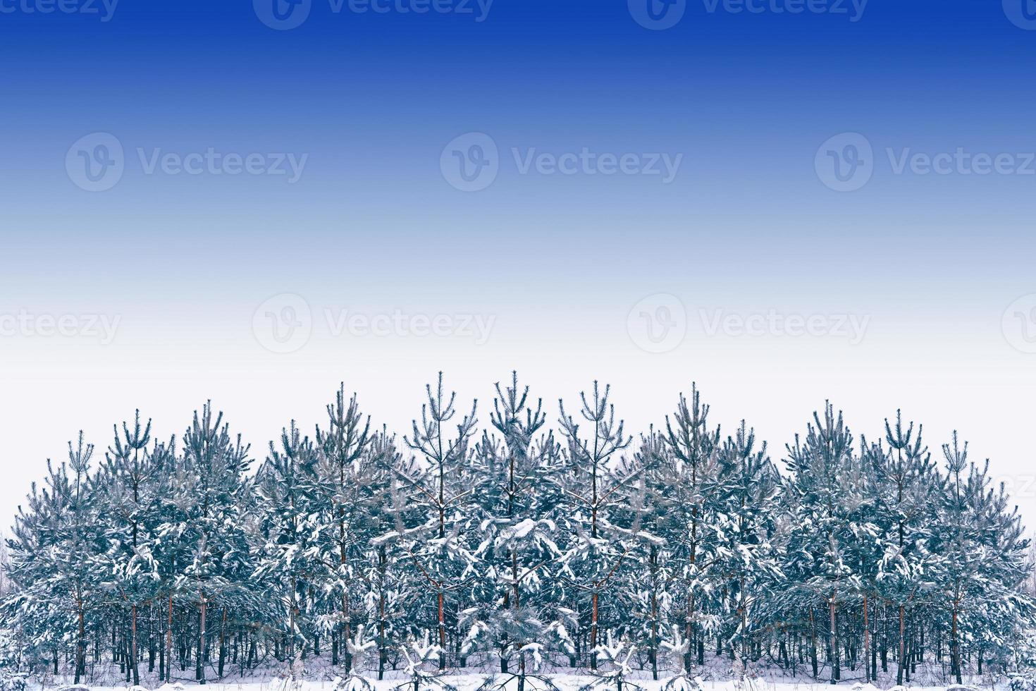 Frozen winter forest with snow covered trees. photo