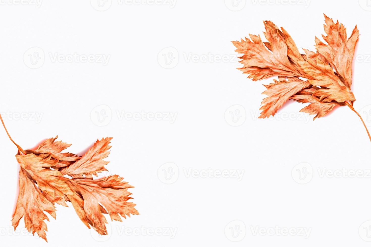 Bright colorful autumn leaves photo