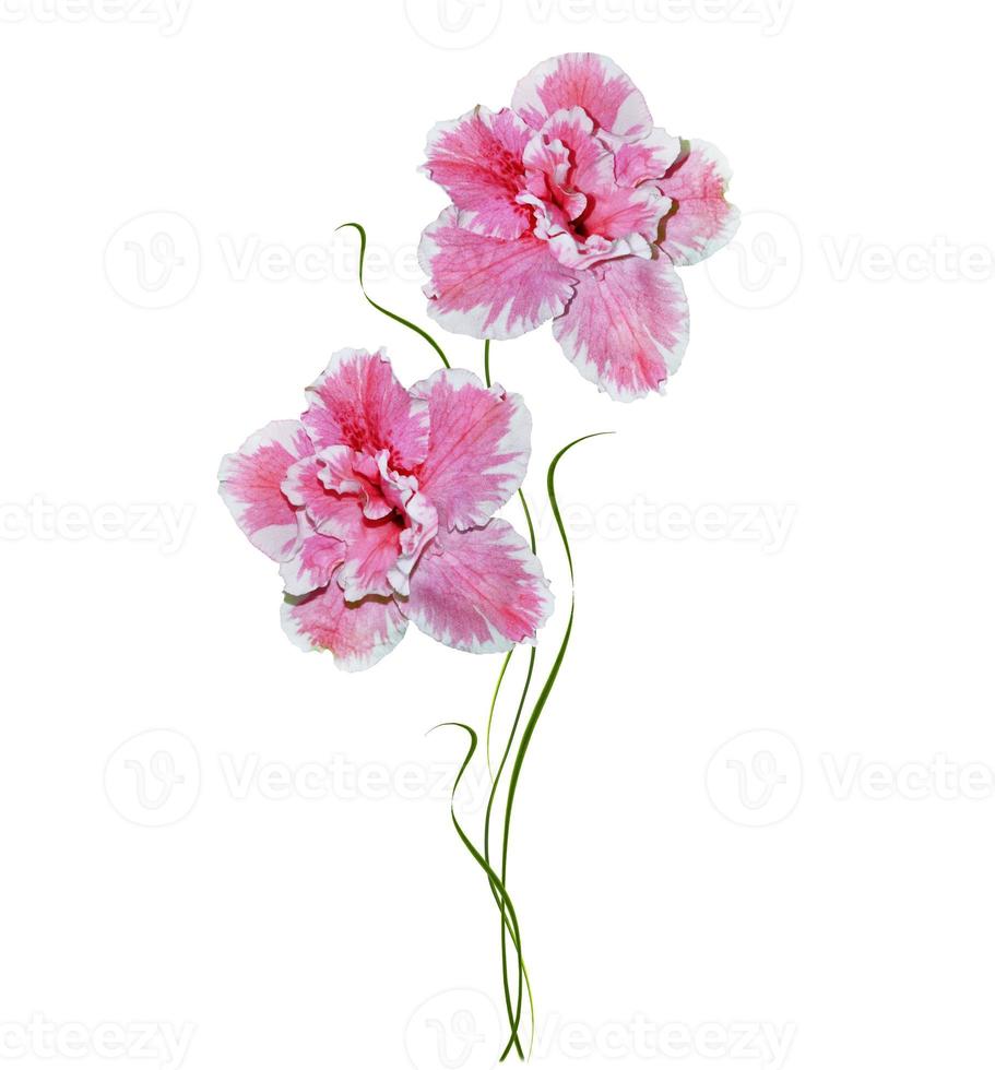 Flower azalea isolated on white background. photo