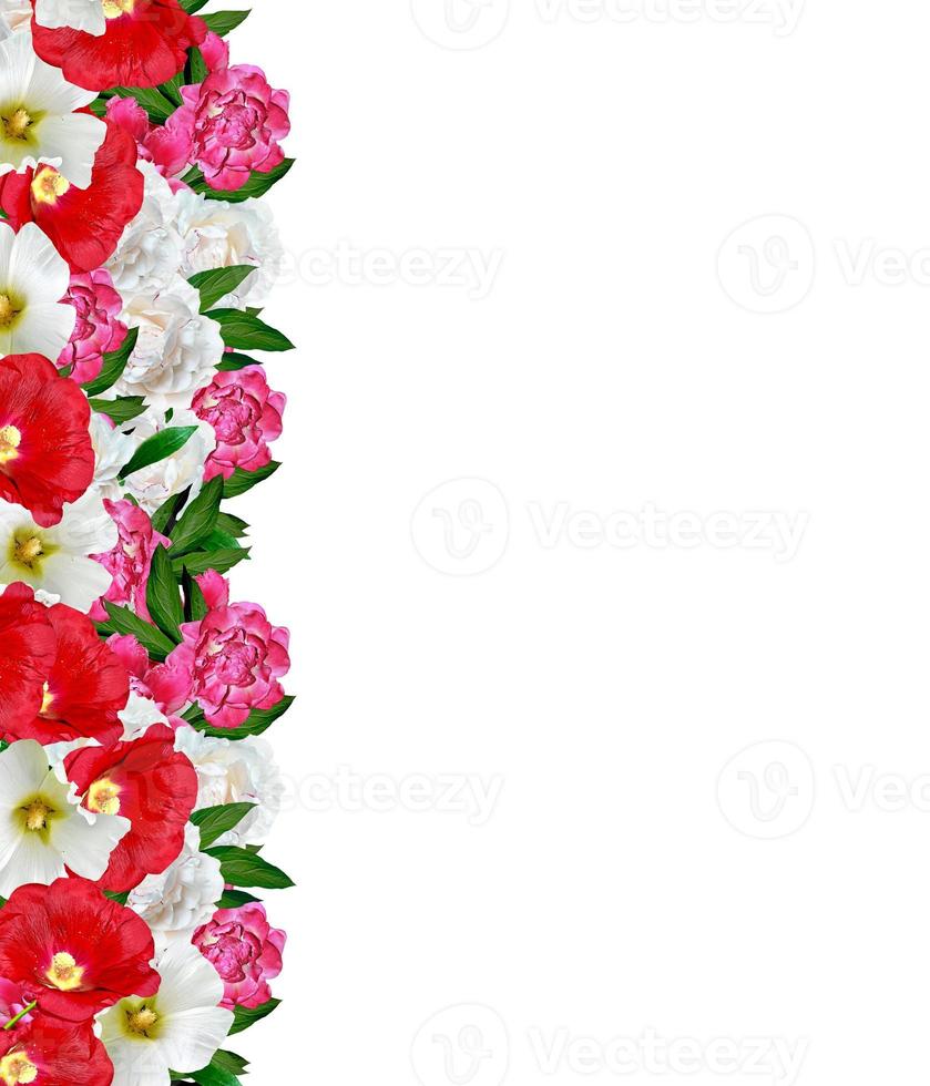 peony flowers isolated on white background photo