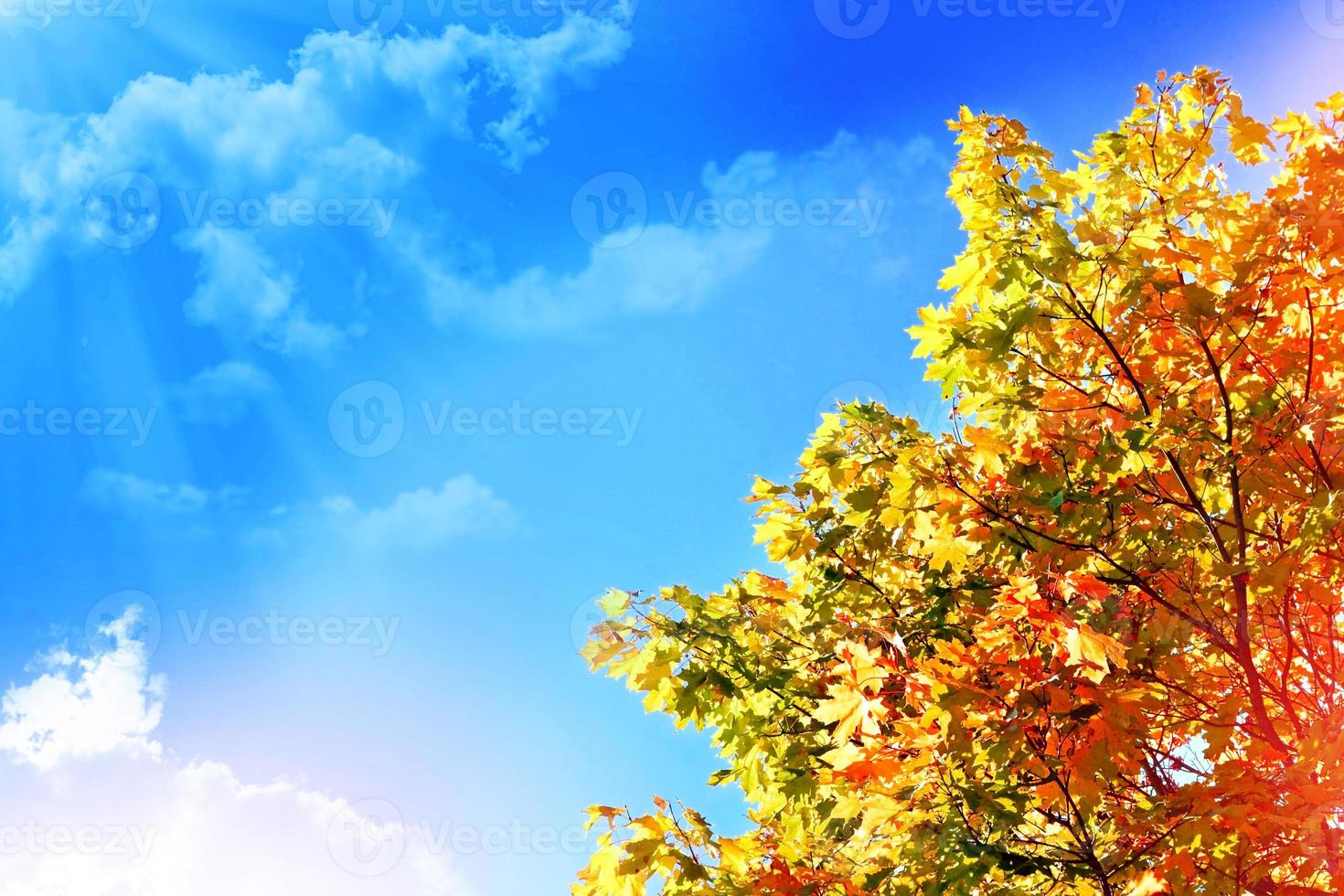 Autumn foliage. Golden Autumn. photo