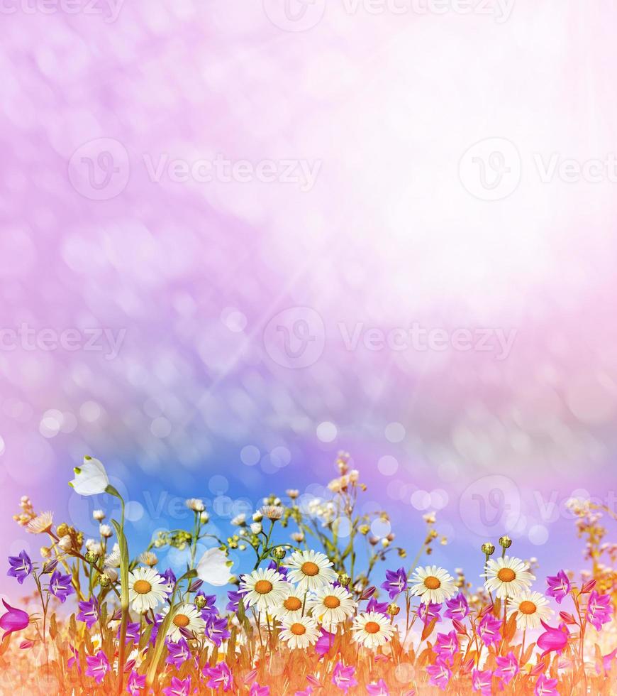 Background of flowers. Chamomile field. photo