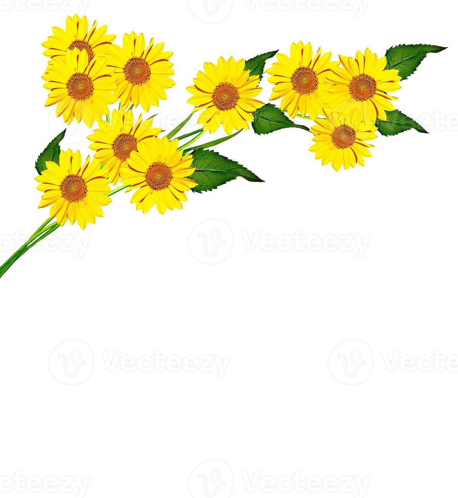 daisy flower isolated on white background photo