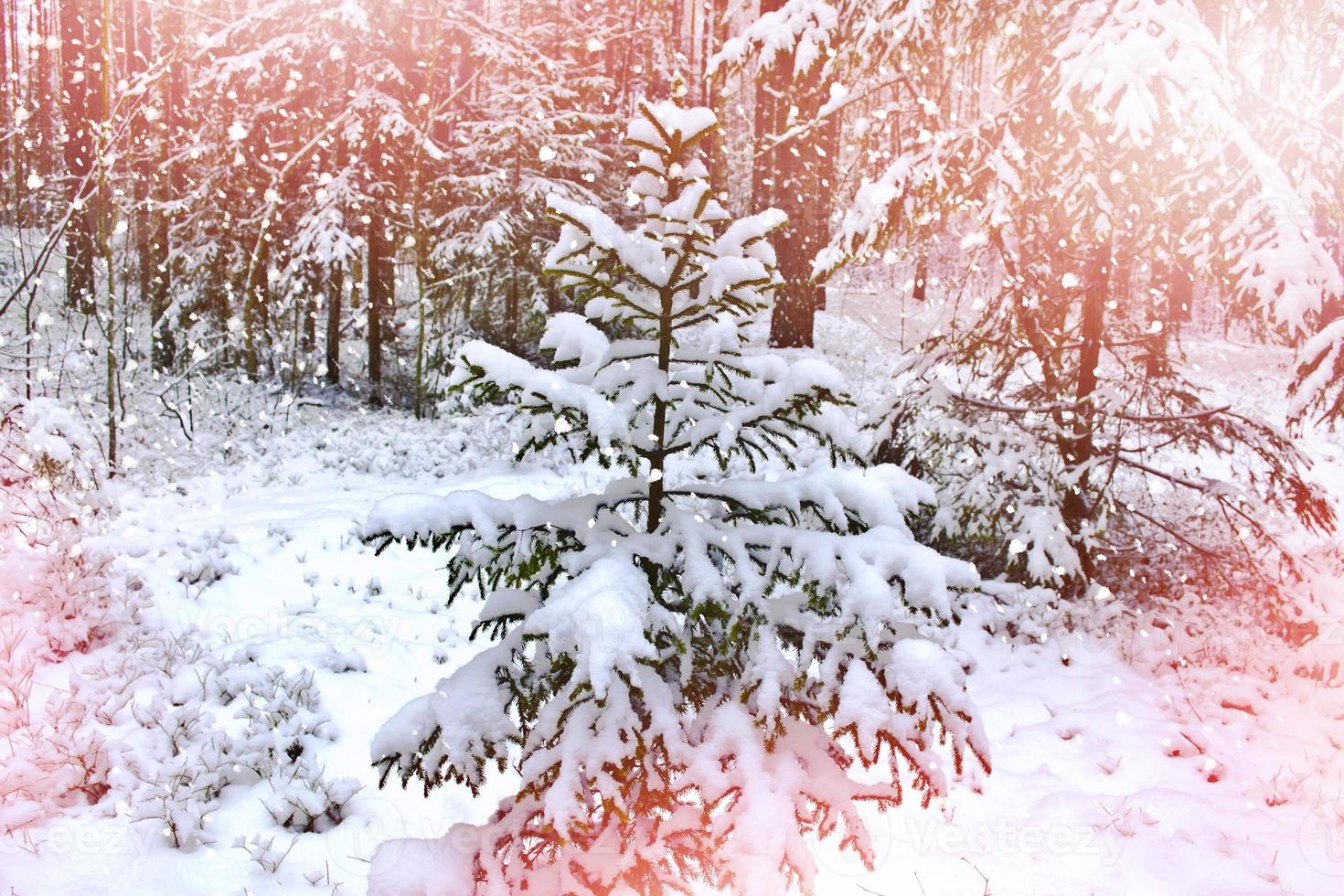Winter landscape. Snow covered trees photo
