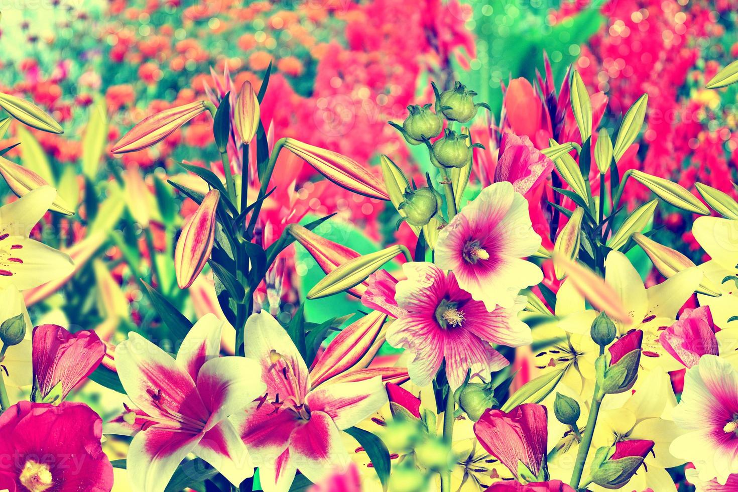 Summer landscape. colorful bright flowers lilies and mallow photo