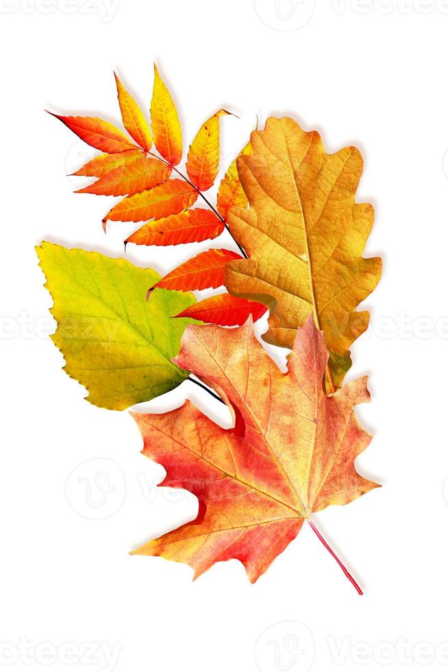 autumn leaves isolated on white background. photo