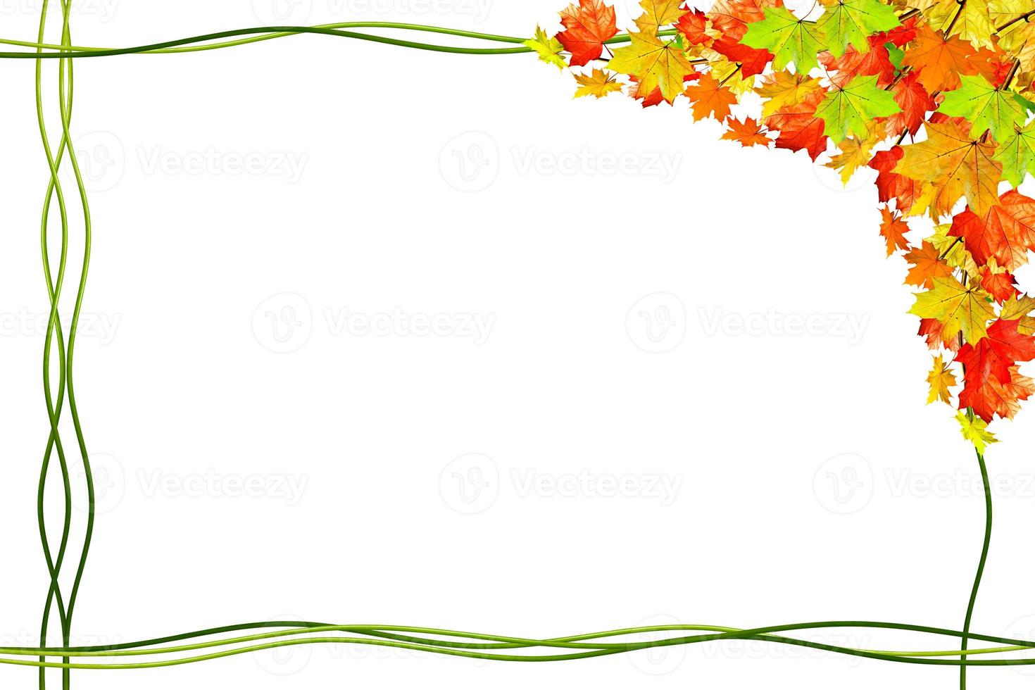autumn leaves isolated on white background. photo