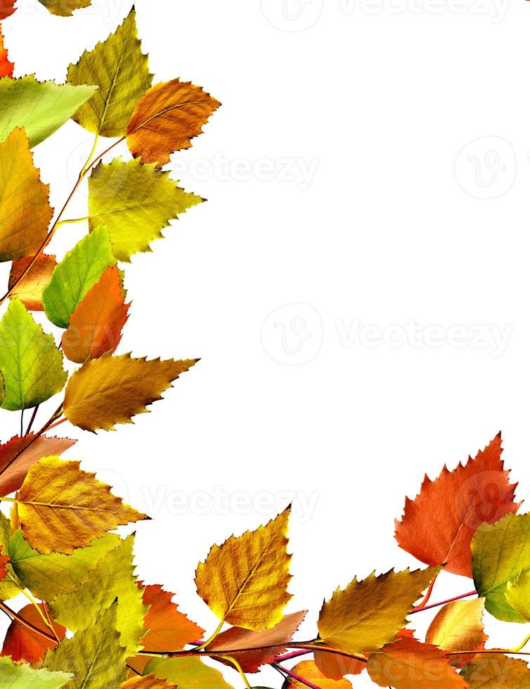 autumn leaves of birch isolated on white background photo