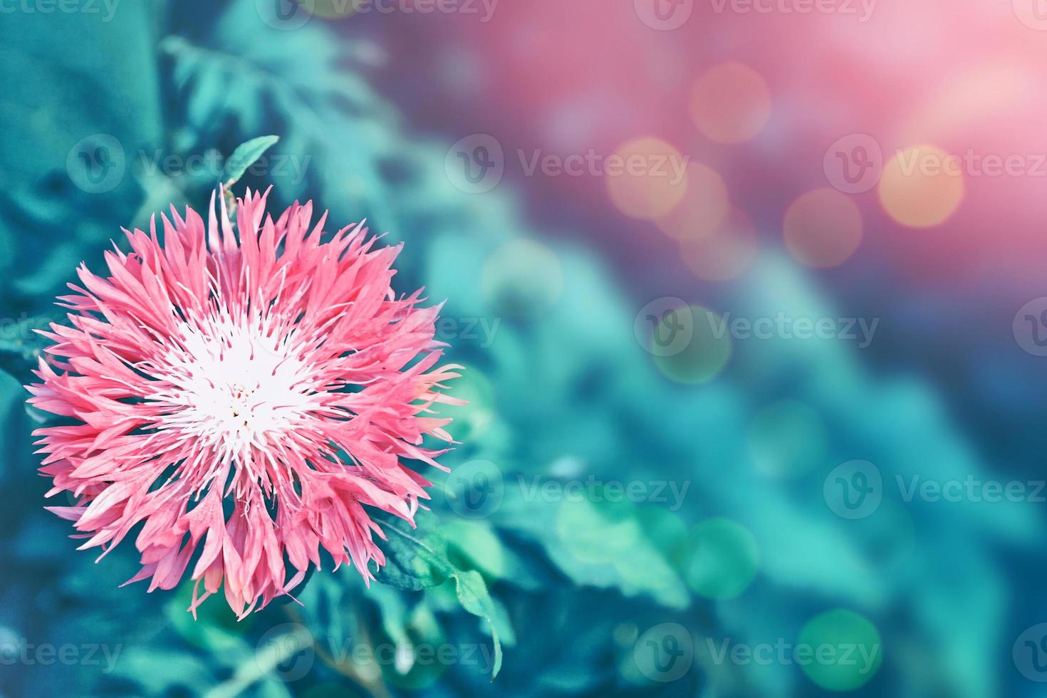 Bright and colorful flowers cornflowers on background summer landscape. photo