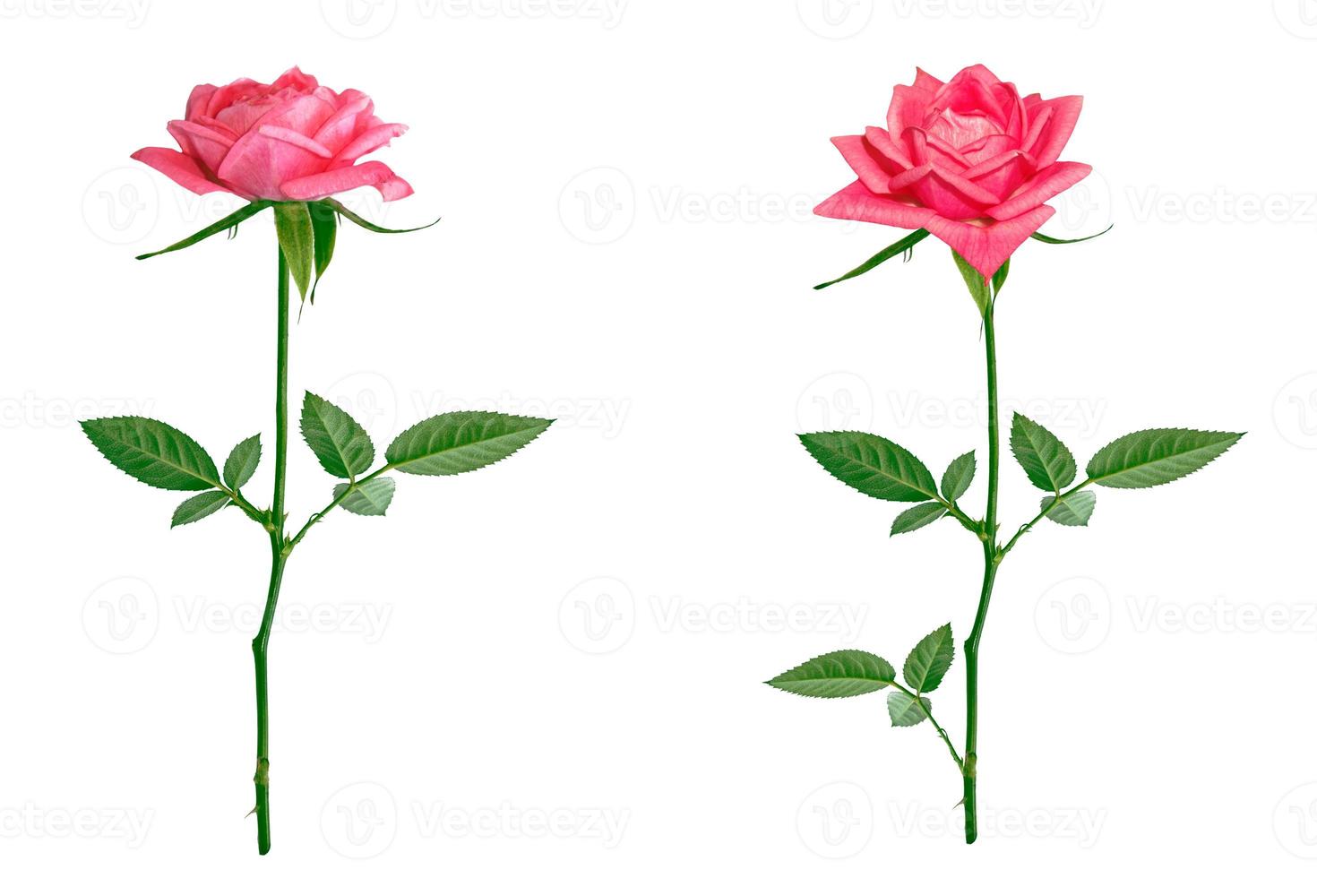 Flower bud roses on a white background photo