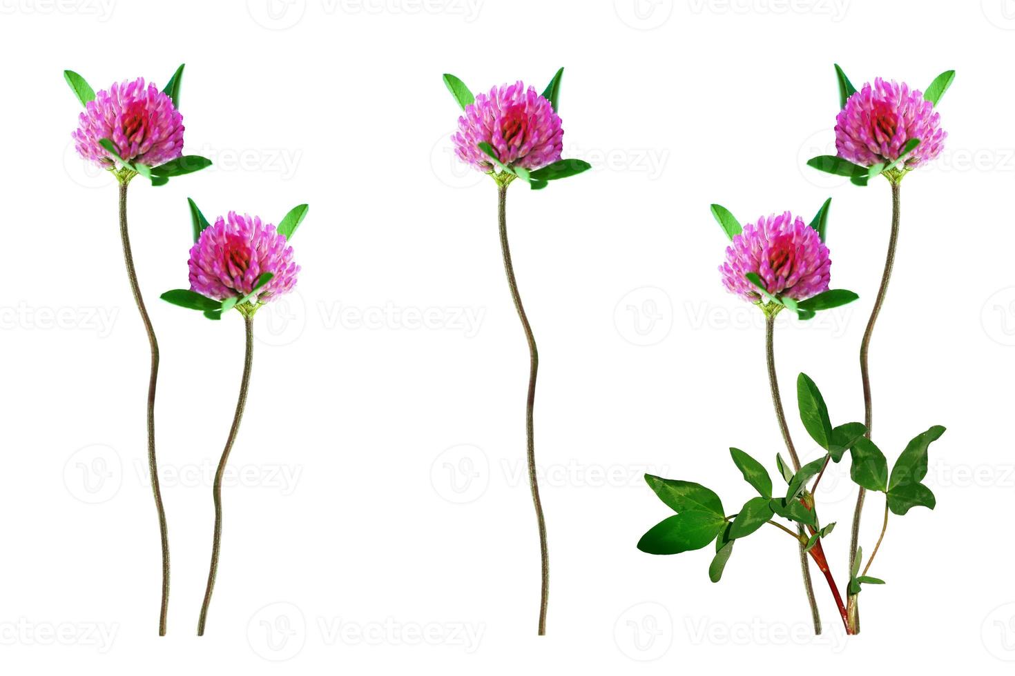 Wild red clover. Trifolium pratense photo