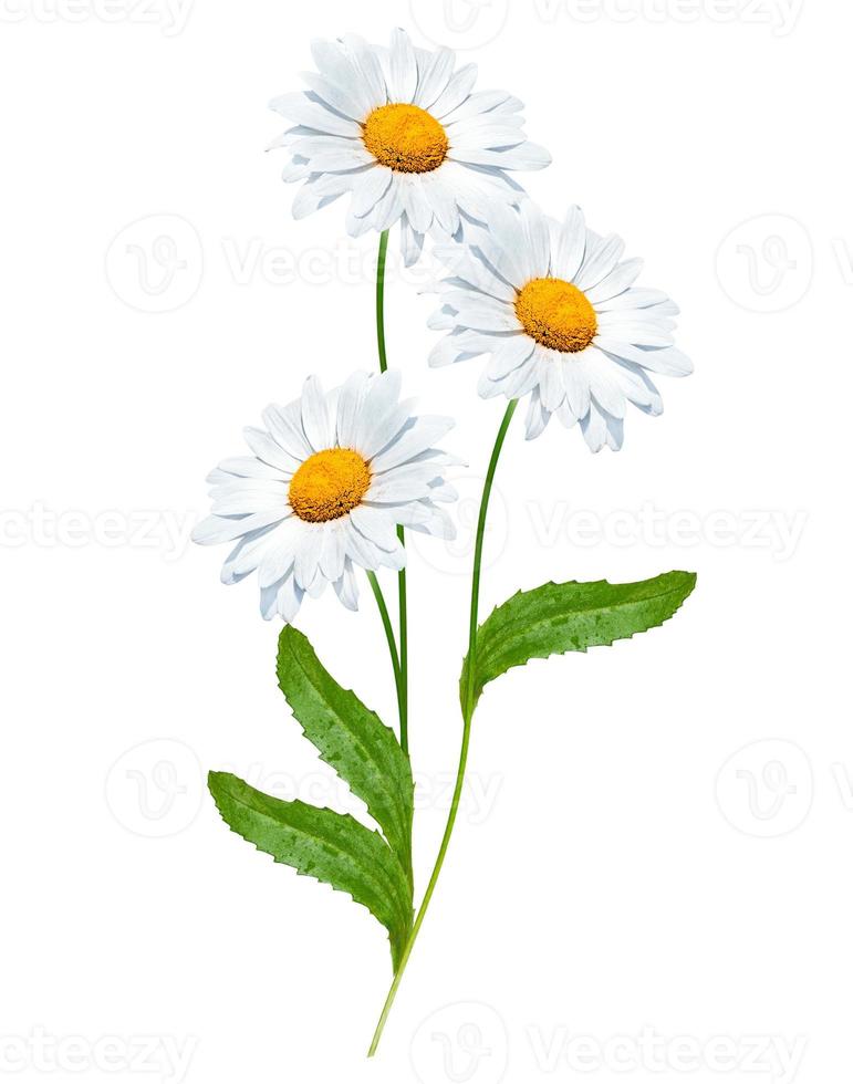 daisies summer white flower isolated on white background photo