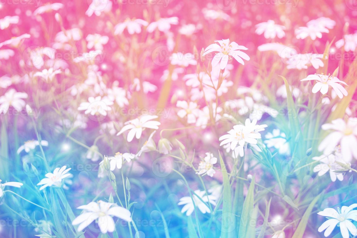 White bright daisy flowers on a background of the summer landscape. photo