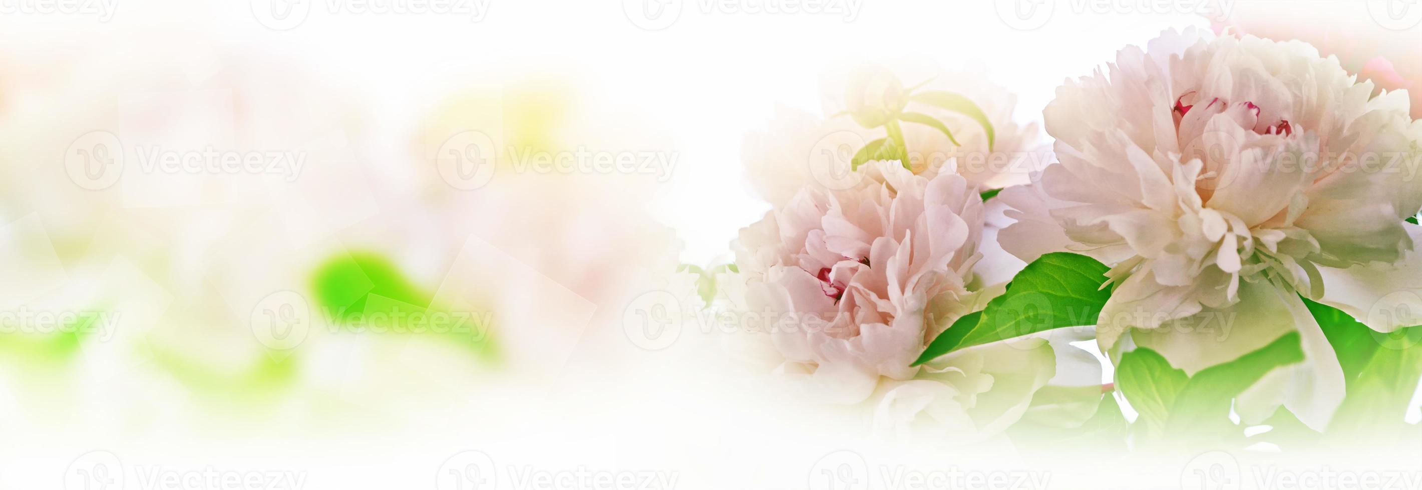 peonías de flores de colores brillantes foto
