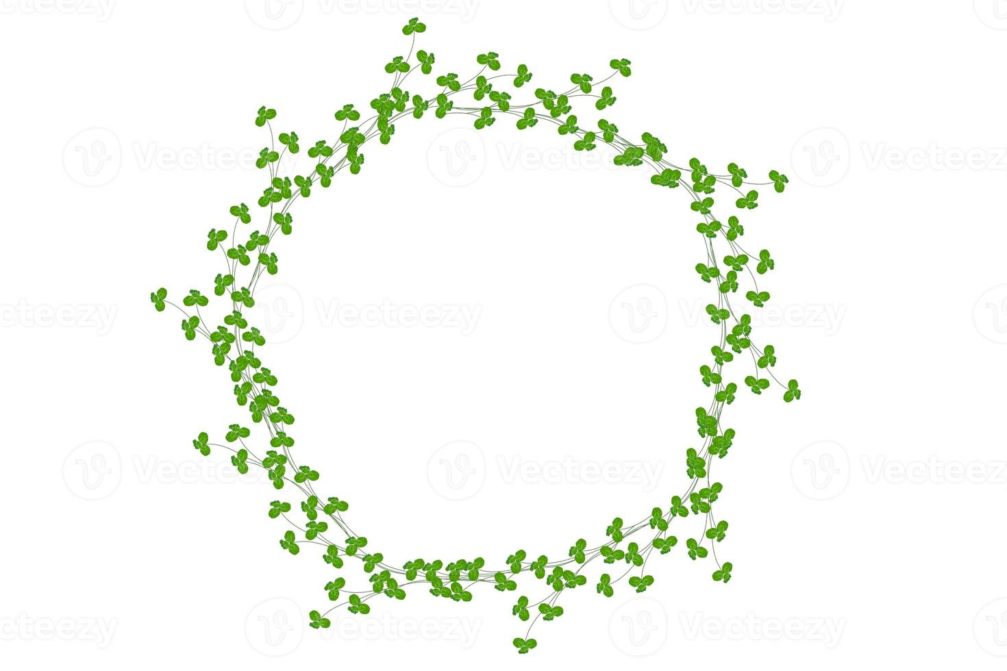 leaf clover on white background. photo