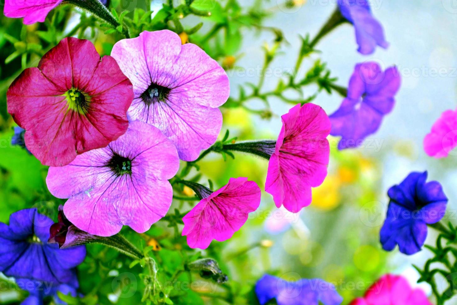 Morning Glory flowers photo