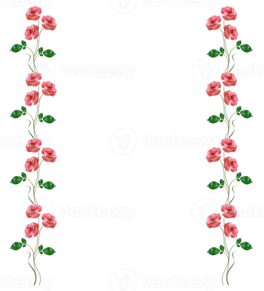 flower buds of roses isolated on white background photo