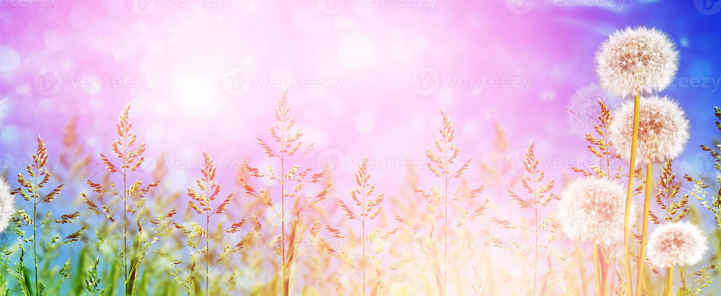 Fluffy dandelion flower against the background of the summer landscape. photo