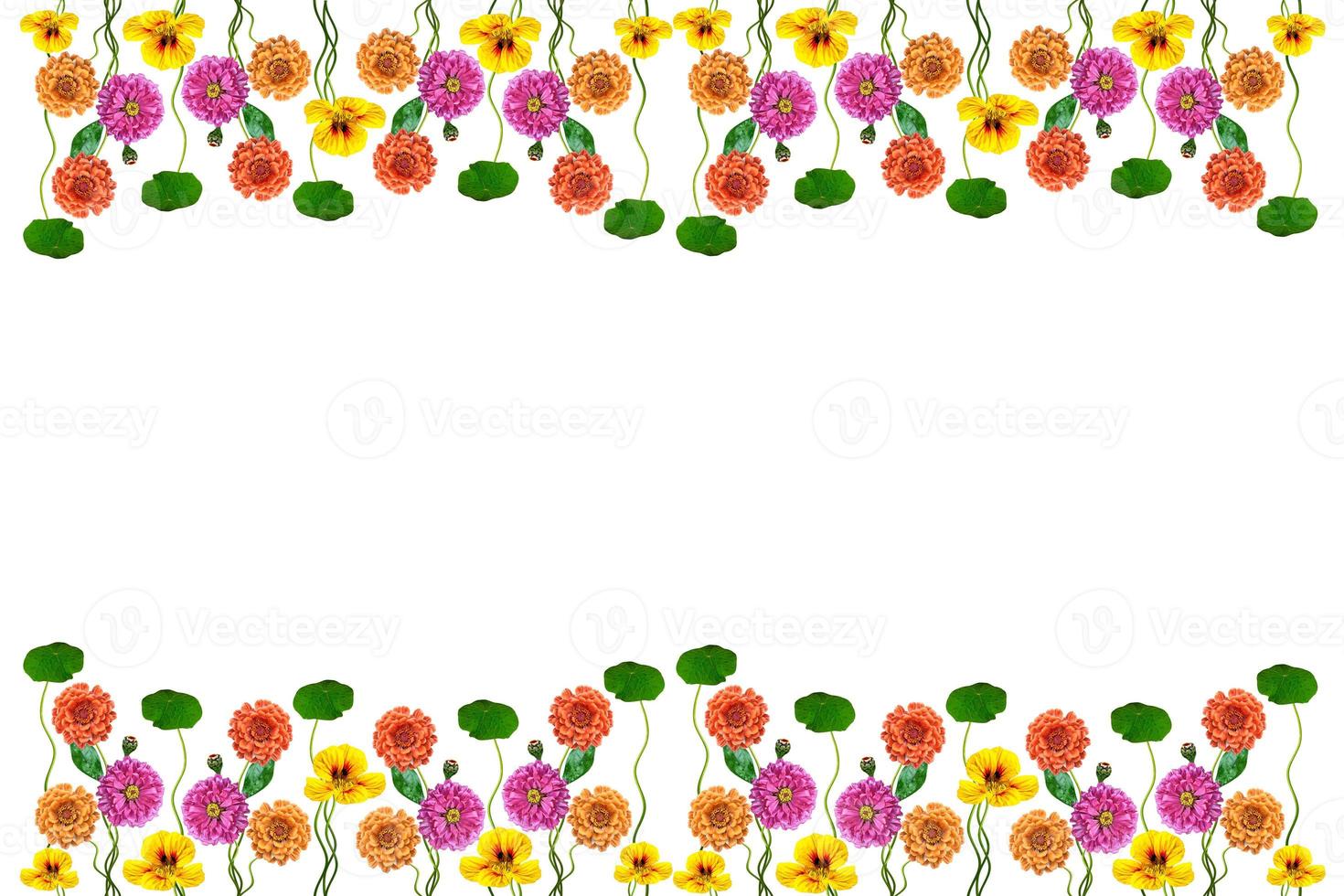 Petunias isolated on a white background. Colorful flowers. photo