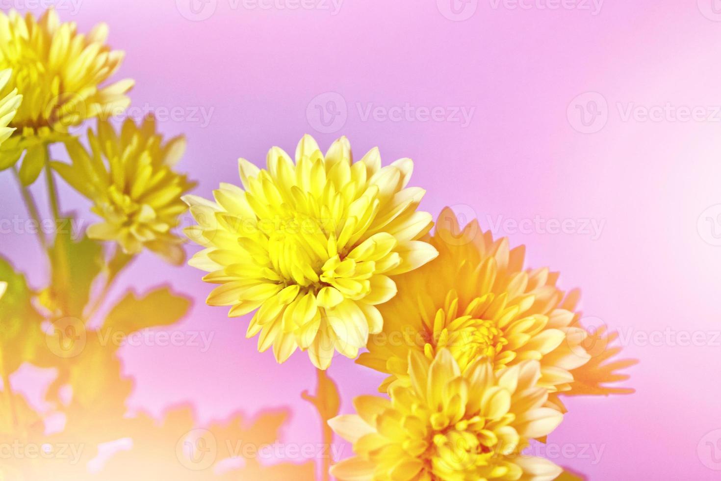 Colorful chrysanthemum flowers on a background of the autumn landscape photo