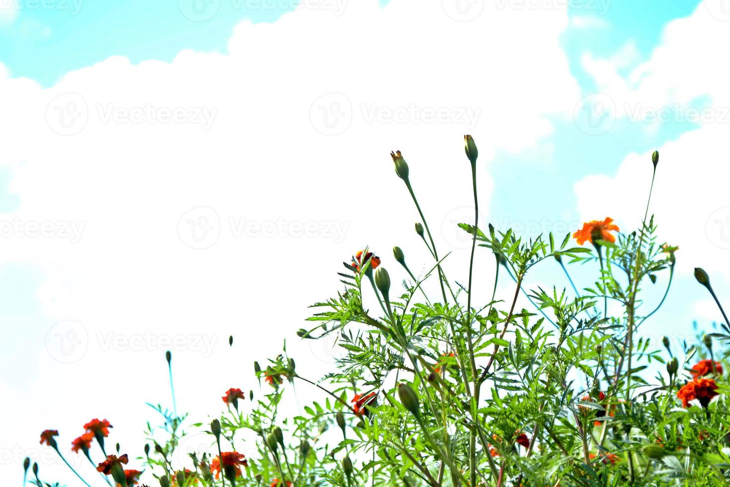 Colorful bright flowers marigold against the background of the summer landscape. photo