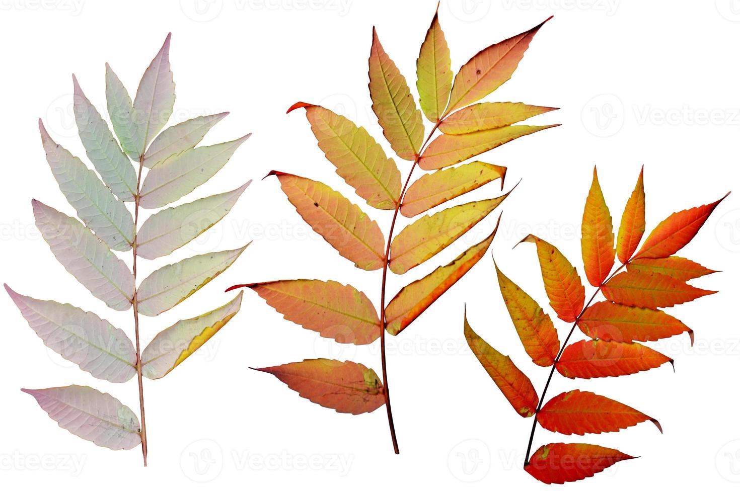 Colorful autumn foliage isolated on white background. Indian summer. photo