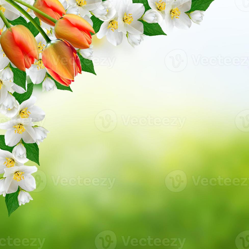 White jasmine flower. photo