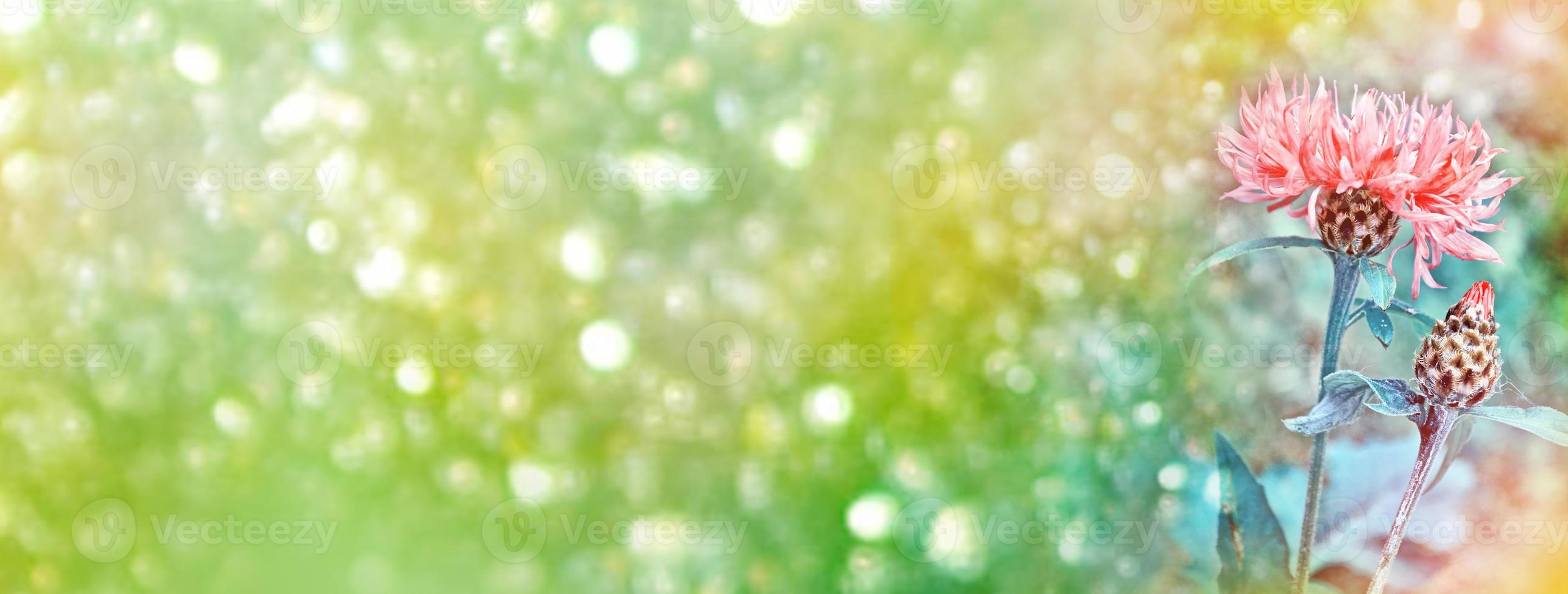 Bright and colorful flowers cornflowers on background summer landscape. photo
