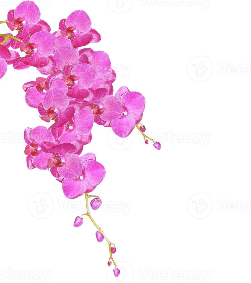 spring flowers orchid isolated on white background. photo