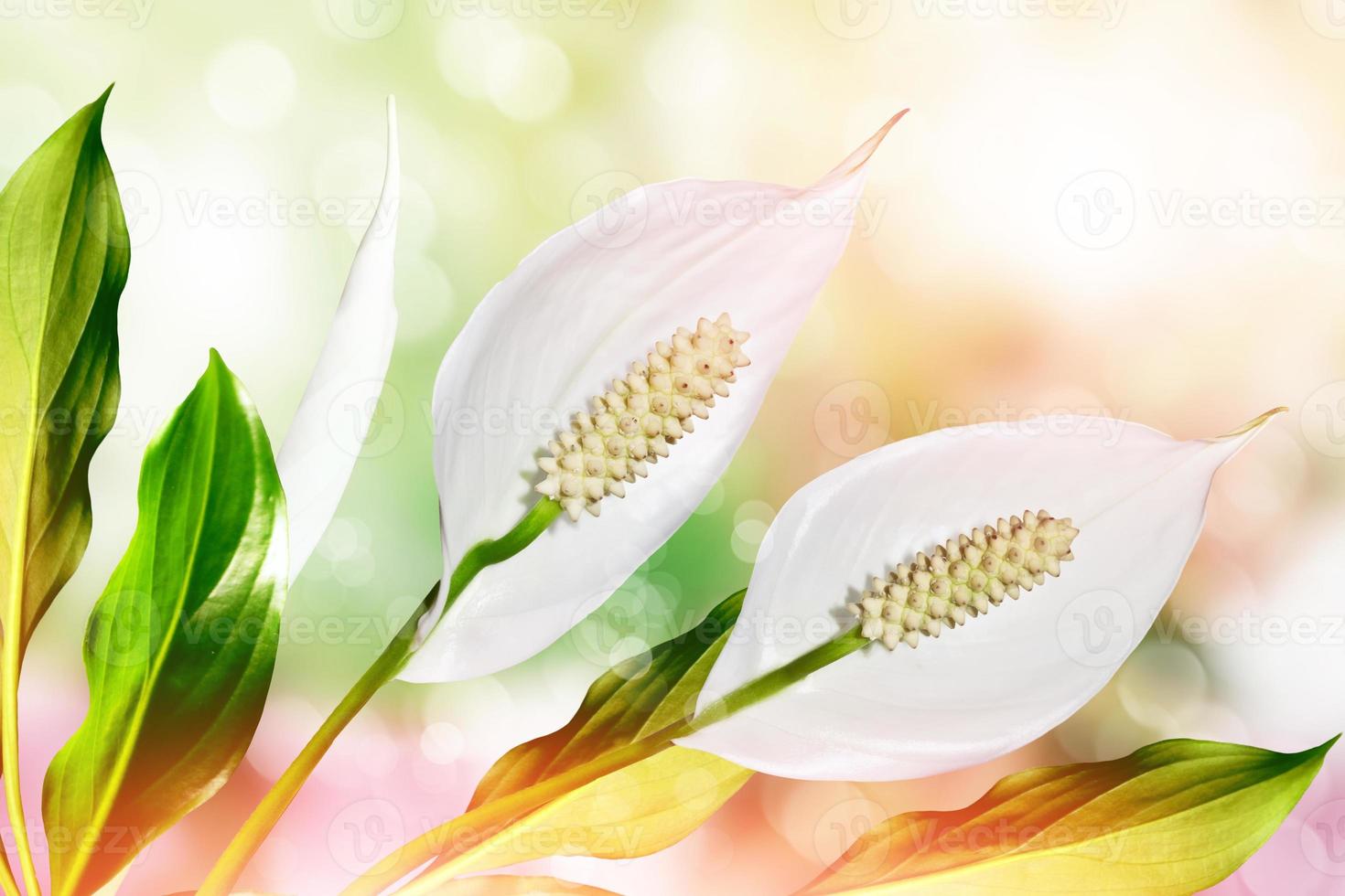 Summer landscape. White delicate flowers Spathiphyllum. photo