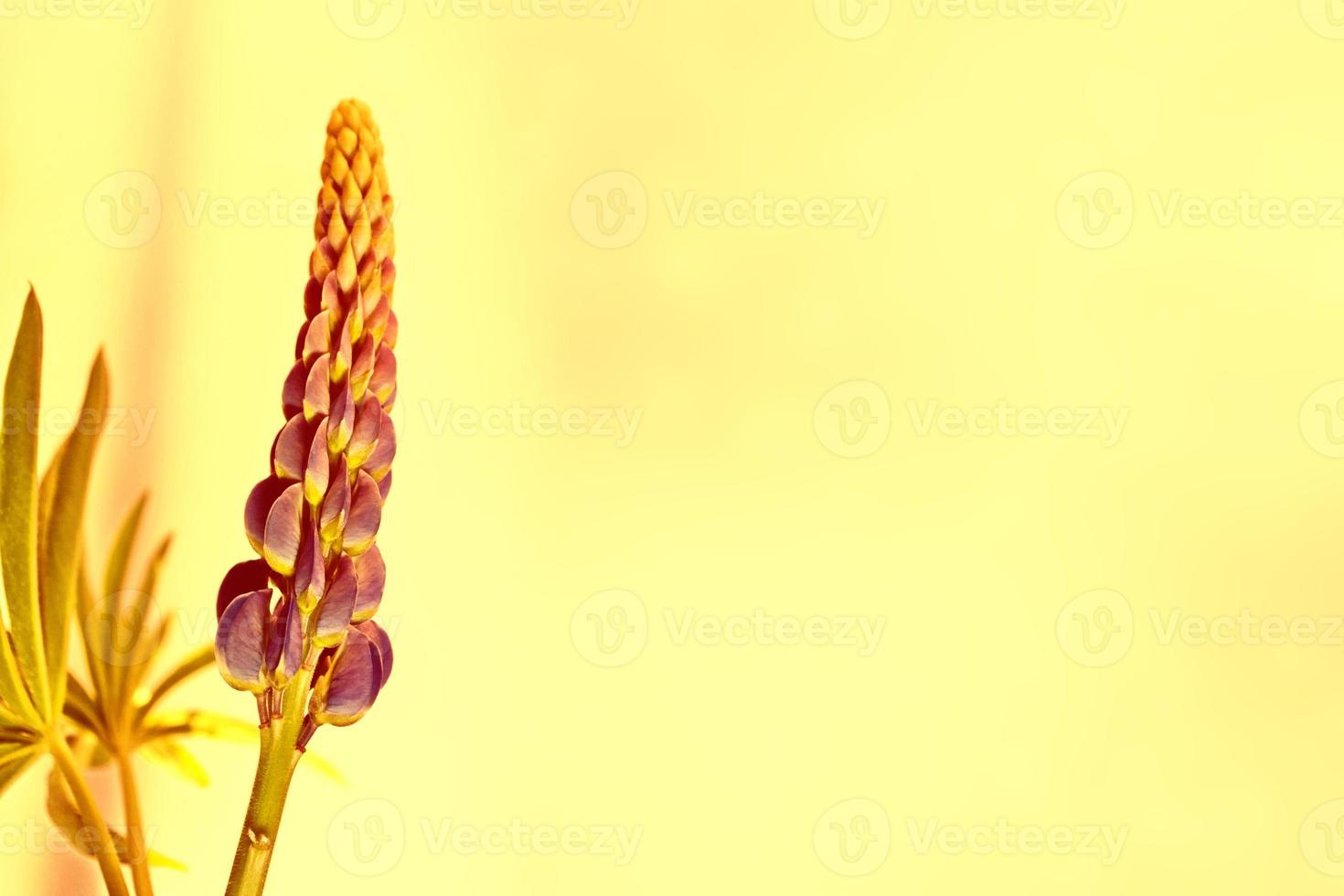 Summer landscape with beautiful bright lupine flowers photo