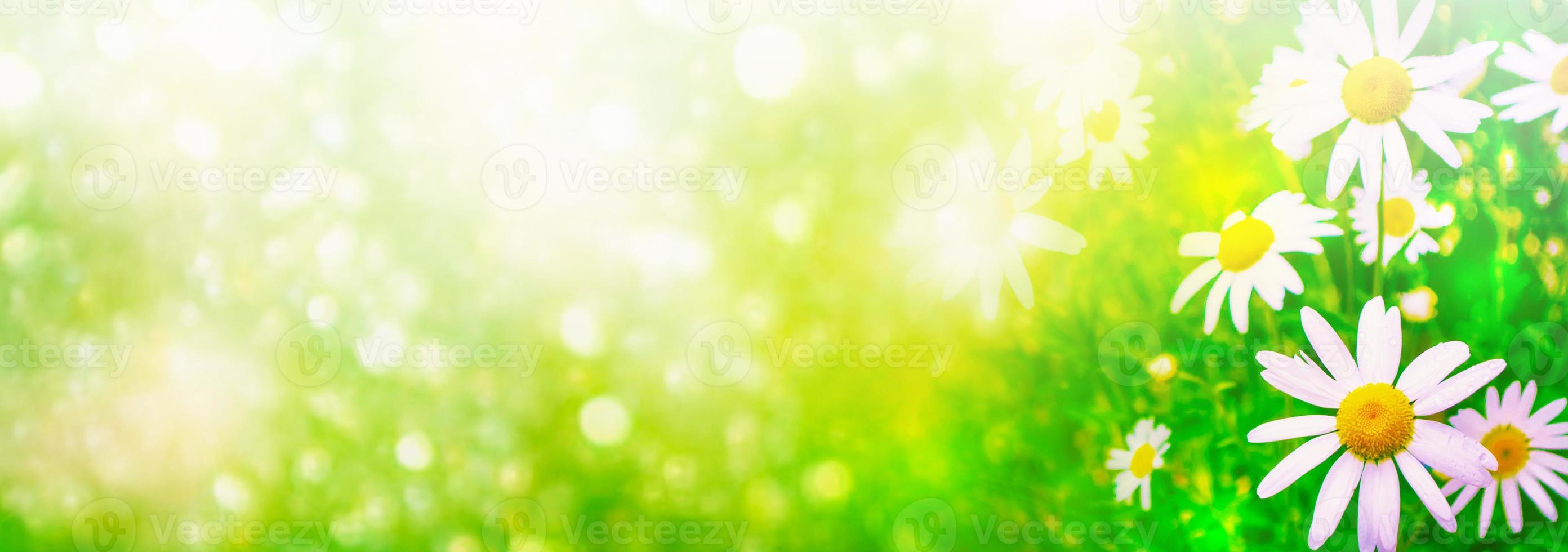 Blurred. White bright daisy flowers photo