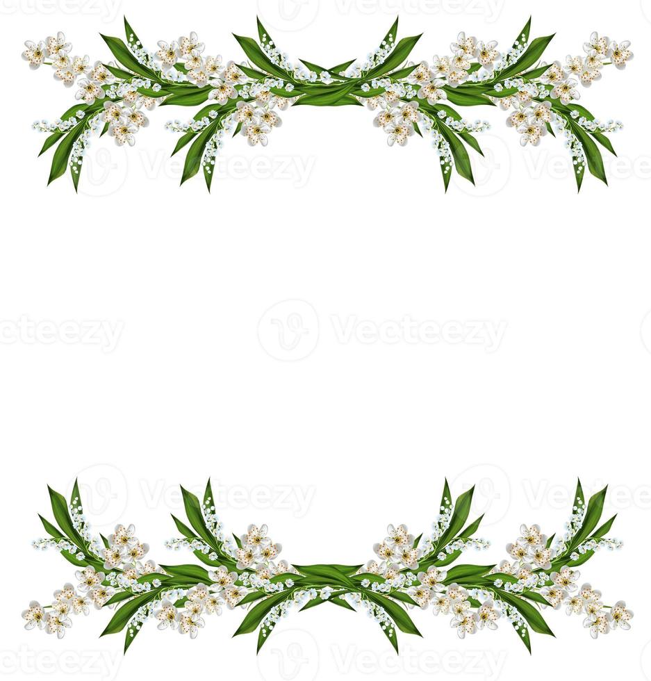 branch of cherry blossoms isolated on white background. photo