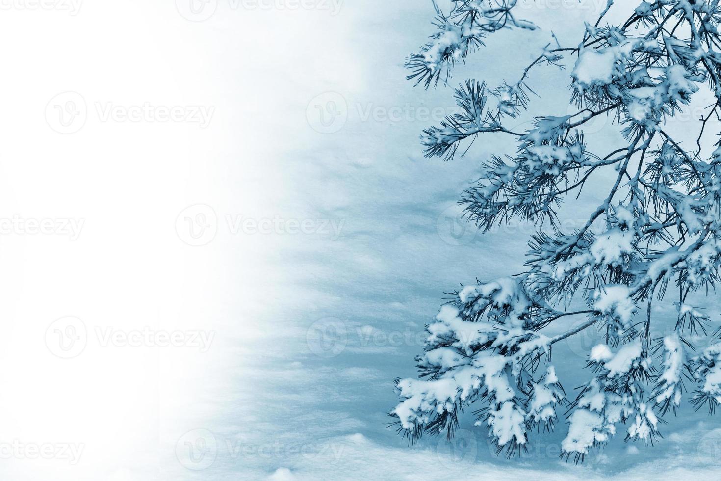 Frozen winter forest with snow covered trees. photo