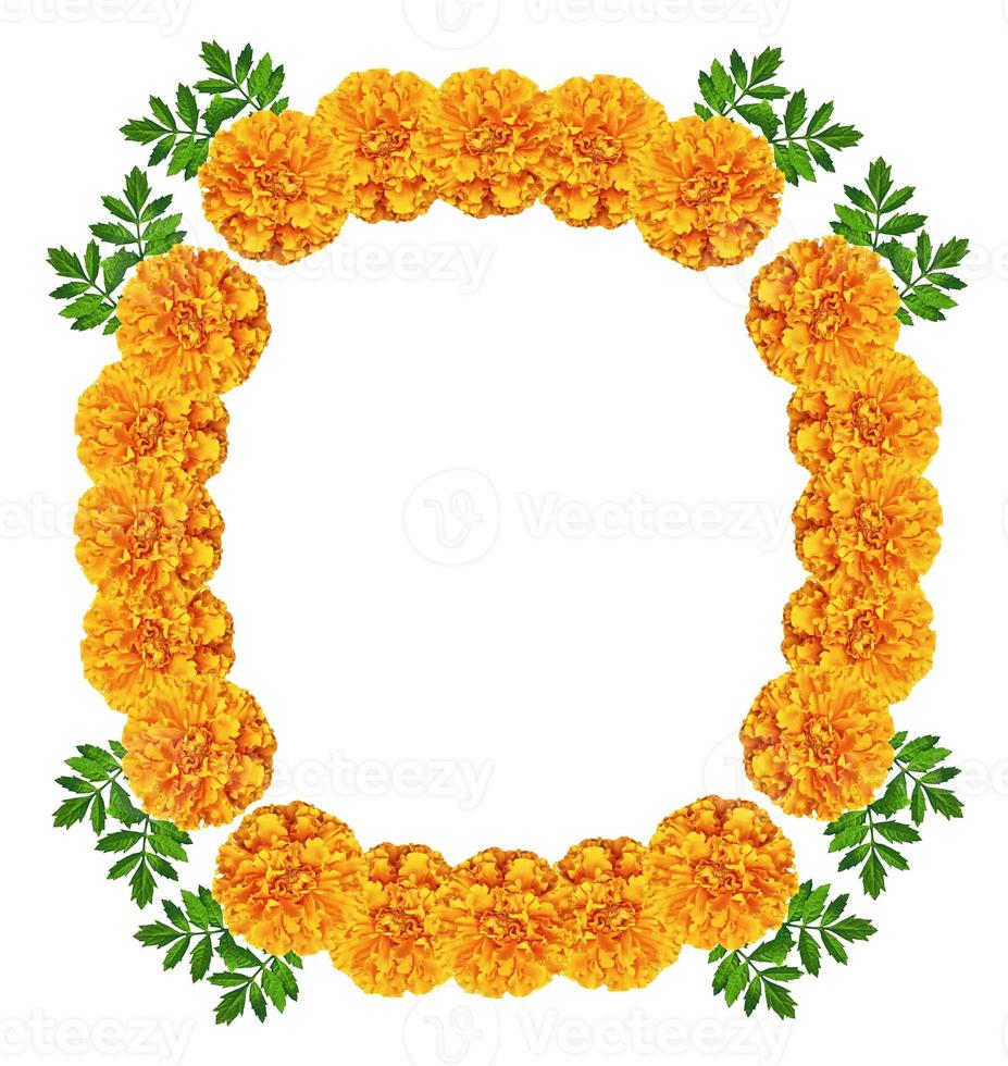 bright colorful flowers marigolds isolated on white background photo
