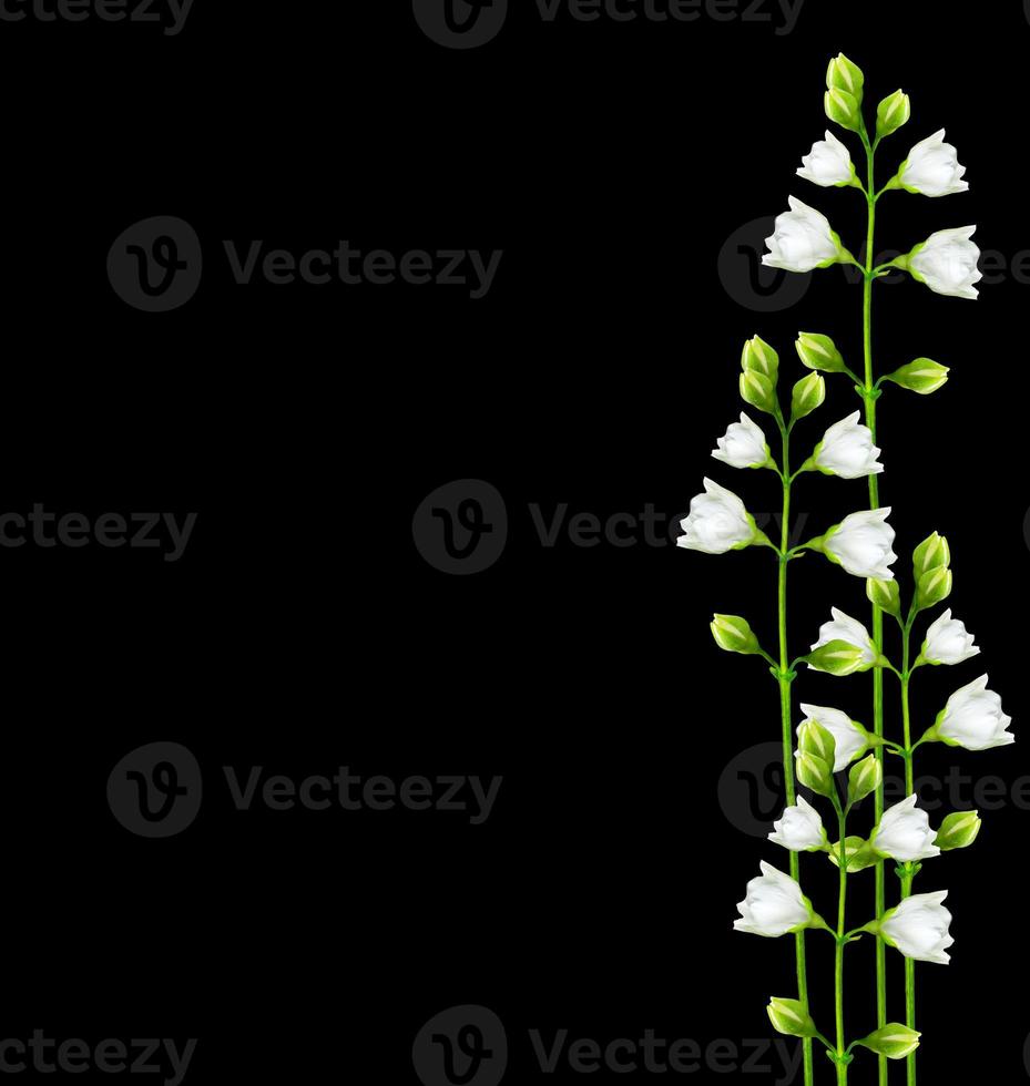 branch of jasmine flowers photo
