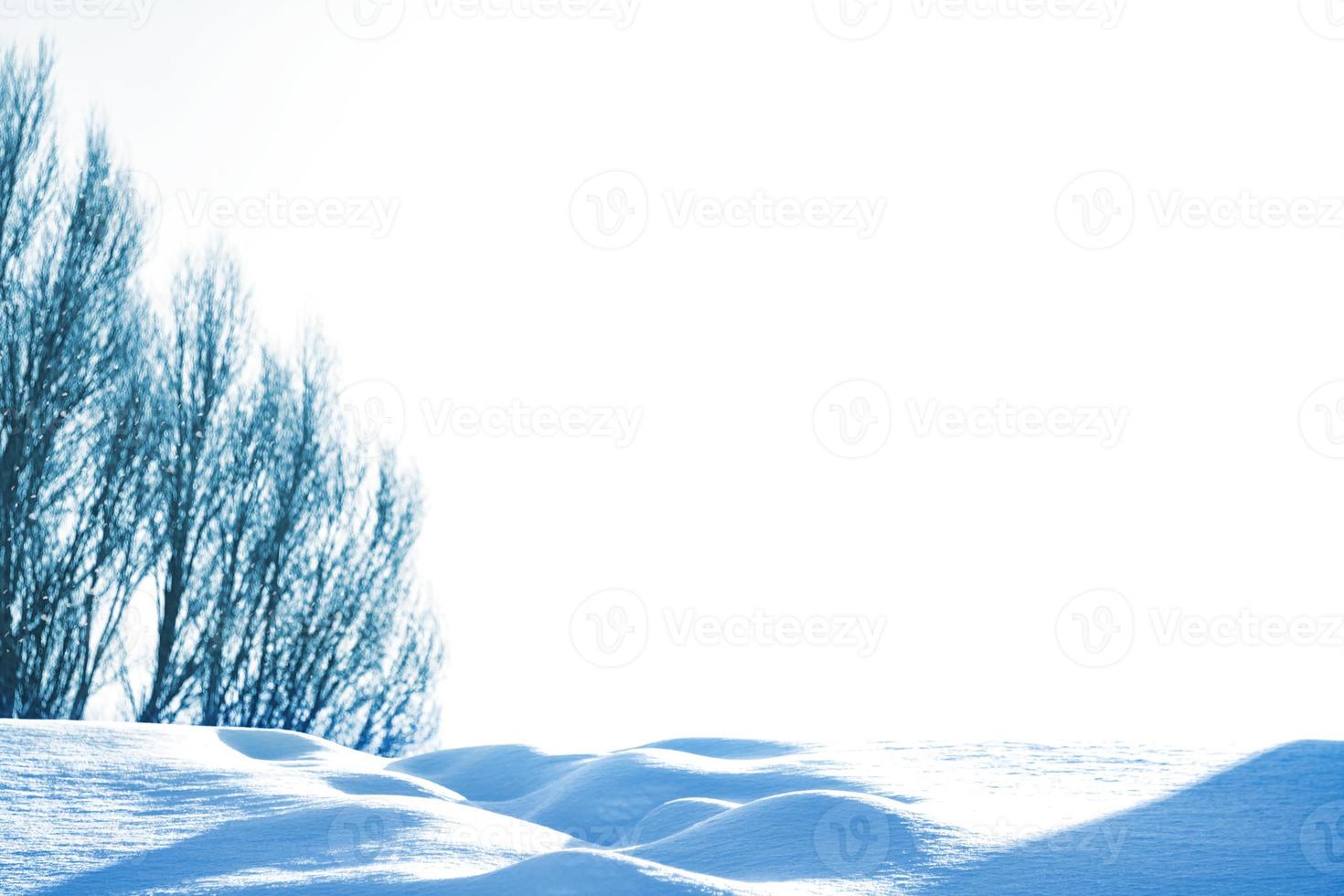 Frozen winter forest with snow covered trees. photo