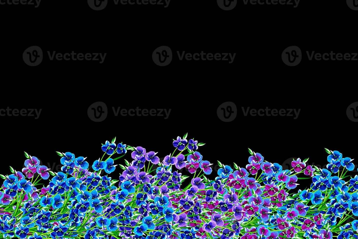 colored flowers nots isolated on black background. photo