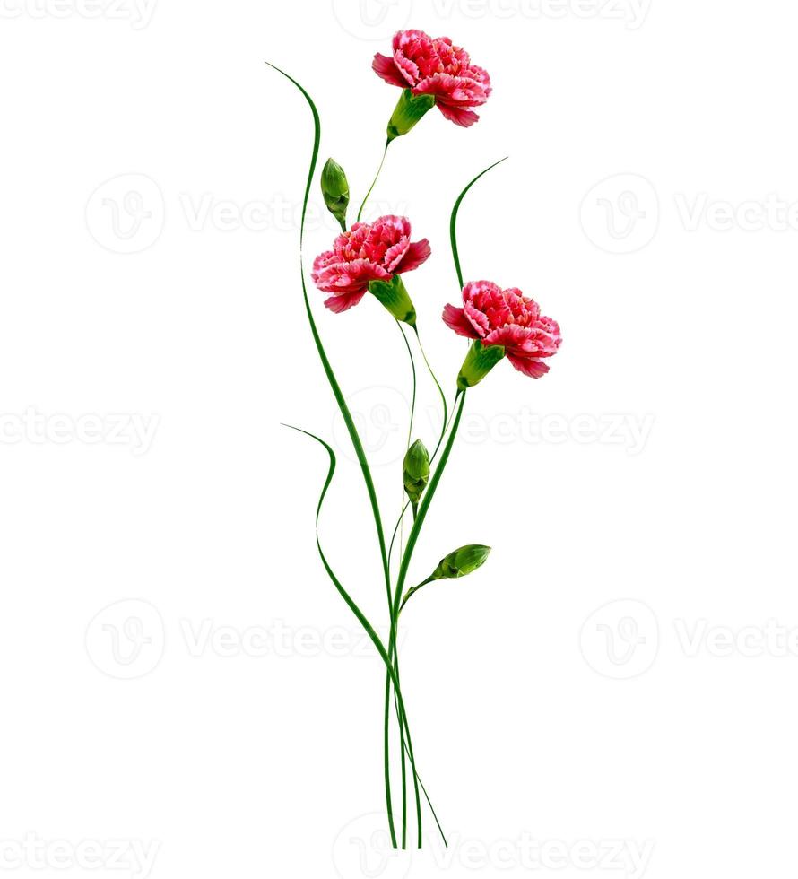 Colorful carnation flowers isolated on white background. photo
