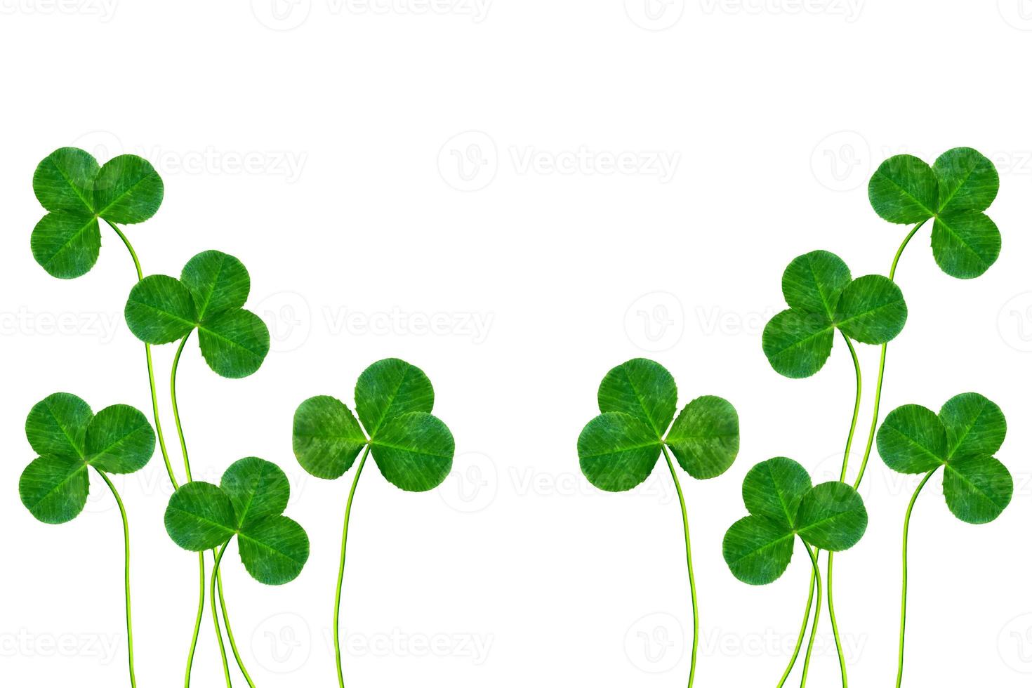green clover leaves isolated on white background. St.Patrick 's Day photo