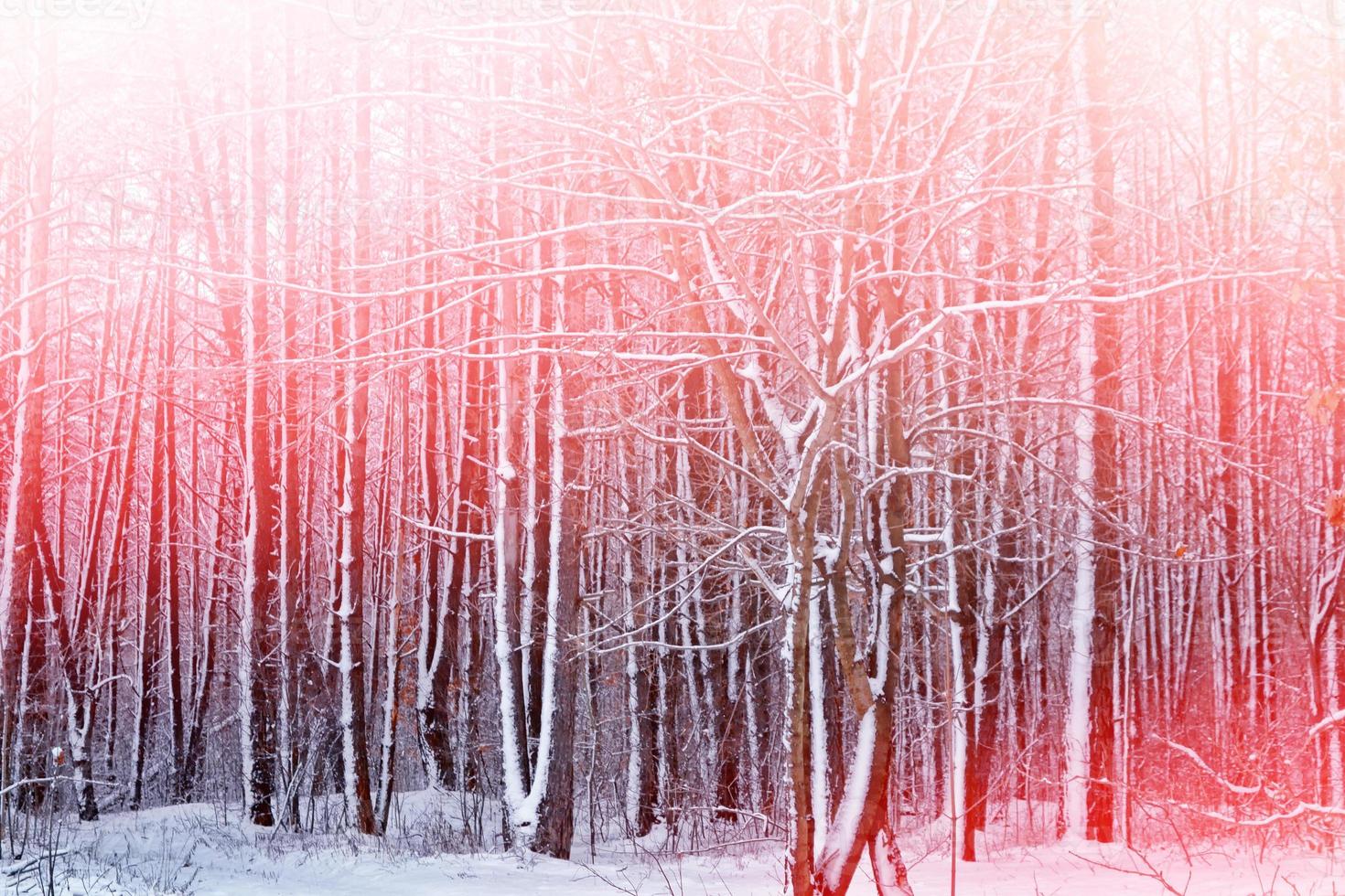 forest in the frost. Winter landscape. Snow covered trees. photo