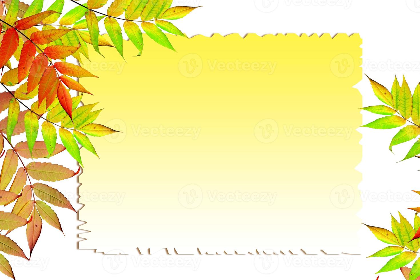Colorful autumn foliage isolated on white background. Indian summer. photo