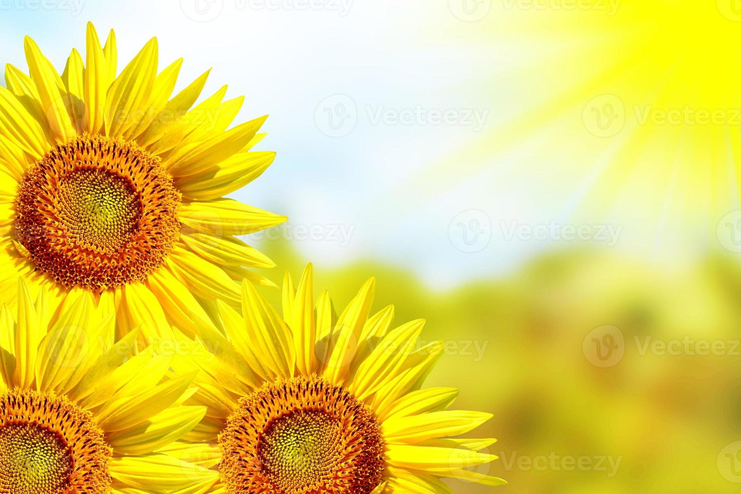 Beautiful sunflower field in summer. yellow flowers photo