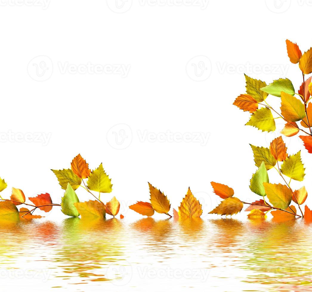 autumn leaves isolated on white background. photo