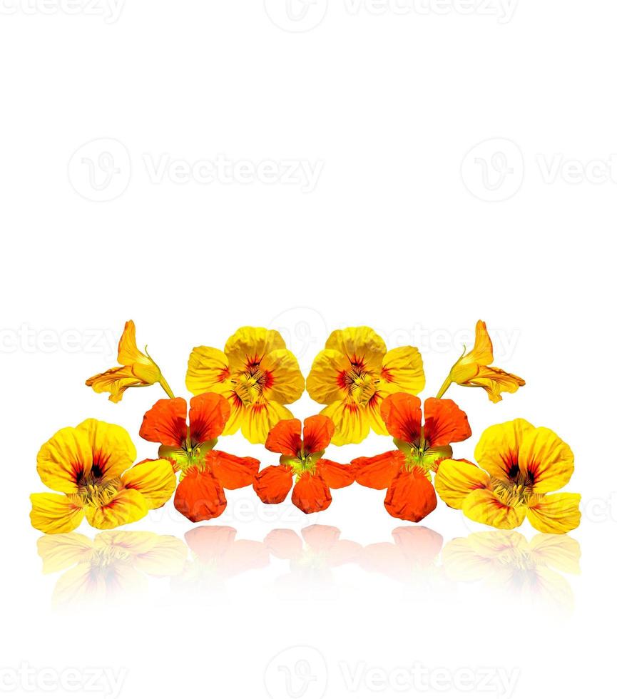 nasturtium flowers isolated on white background photo