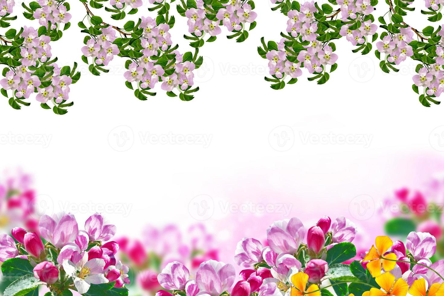 Flowering branch of apple isolated on a white background. Spring photo