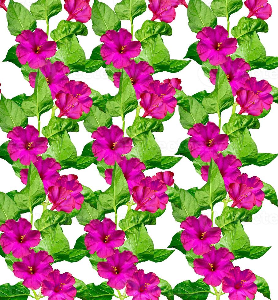 petunia flowers isolated on white background 10021238 Stock Photo at